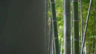 绿色植物万亩竹林青翠幽绿竹竿竹叶视频的预览图